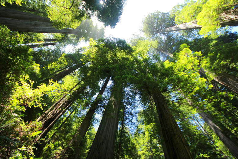 Giant Redwood Forest